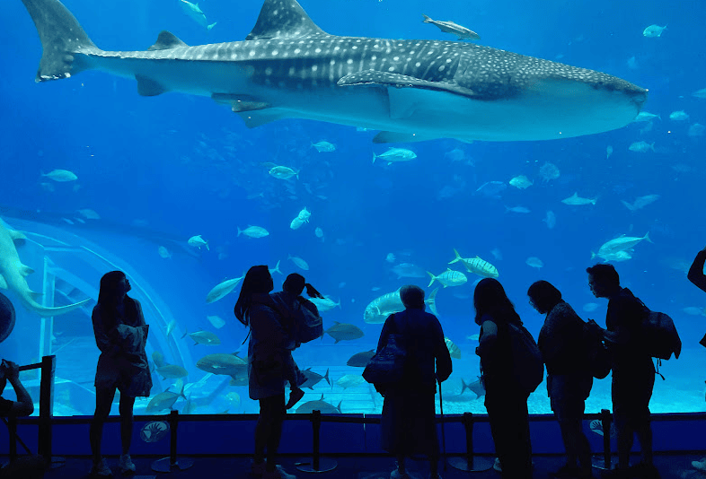 2025沖繩旅遊全攻略:美麗海水族館、鳳梨園、美國村,親子景點&必吃美食完整指南 - 第7張圖